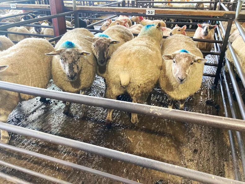Swift trade in Dowra Mart ewe dispersal sale Swift trade in Dowra Mart ewe dispersal sale