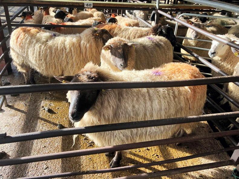 Swift trade in Dowra Mart ewe dispersal sale Swift trade in Dowra Mart ewe dispersal sale