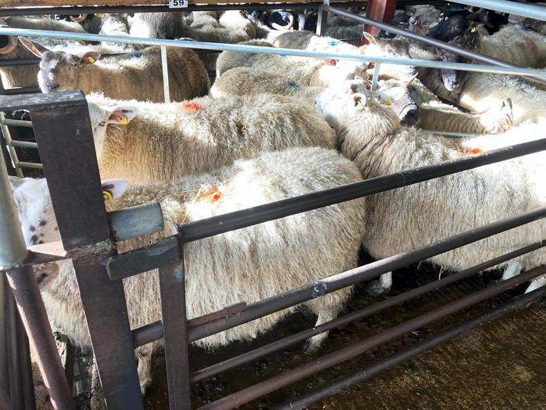 Swift trade in Dowra Mart ewe dispersal sale Swift trade in Dowra Mart ewe dispersal sale