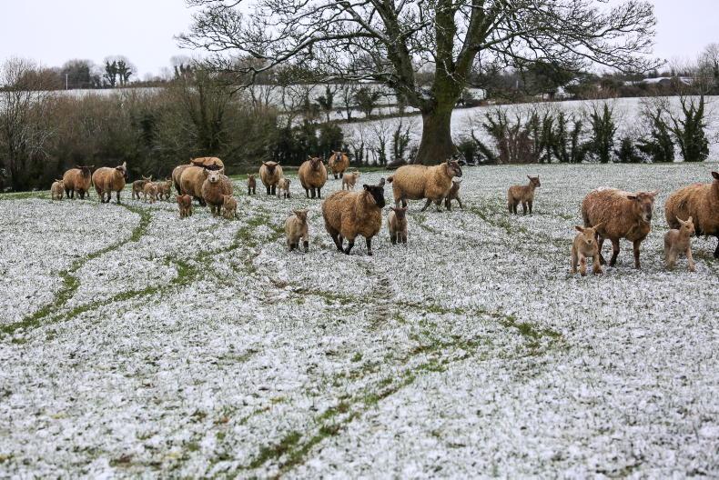 Sheep Management: weather challenges, laboratory analysis and sheep census Sheep Management: weather challenges, laboratory analysis and sheep census
