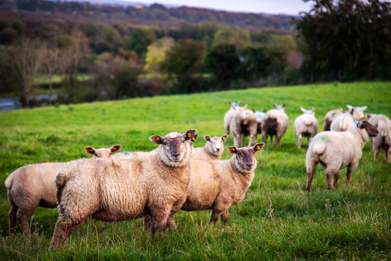 Sheep price update: hoggets top €160 in Monday mart sales Sheep price update: hoggets top €160 in Monday mart sales