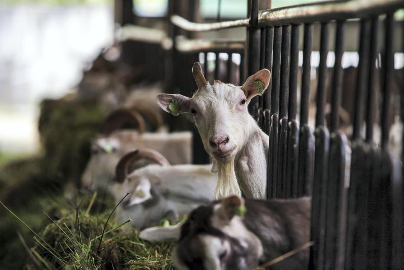 Agri jobs: beef, goat and dairy farm workers required Agri jobs: beef, goat and dairy farm workers required