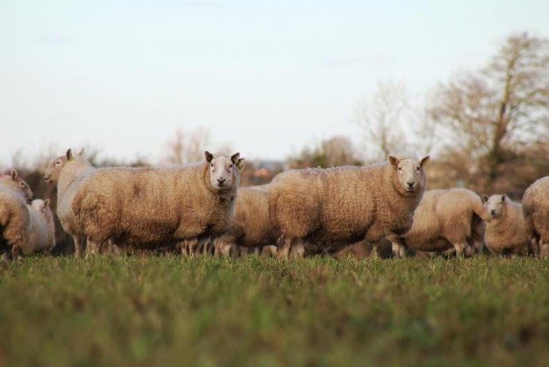 Sheep Trends: top hogget prices hitting €6.50/kg Sheep Trends: top hogget prices hitting €6.50/kg