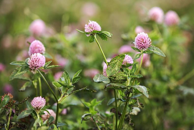Teagasc webinar to highlight role of legumes in reducing fertiliser N use Teagasc webinar to highlight role of legumes in reducing fertiliser N use