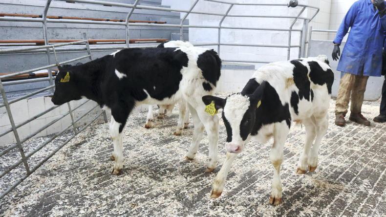 Weather and Brexit brew perfect storm for calf exports Weather and Brexit brew perfect storm for calf exports