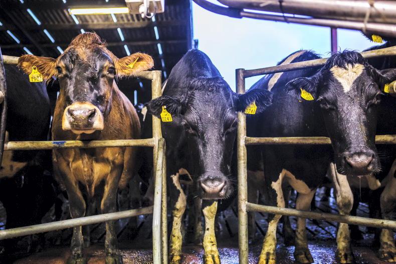Maiden dairy heifers average in excess of €1,000 in Tullow Mart - Free