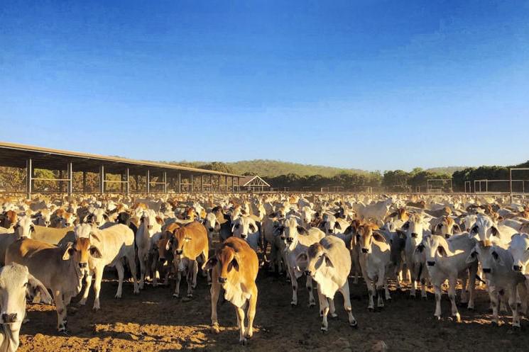 Shortcut to reduction in EU beef emissions Shortcut to reduction in EU beef emissions