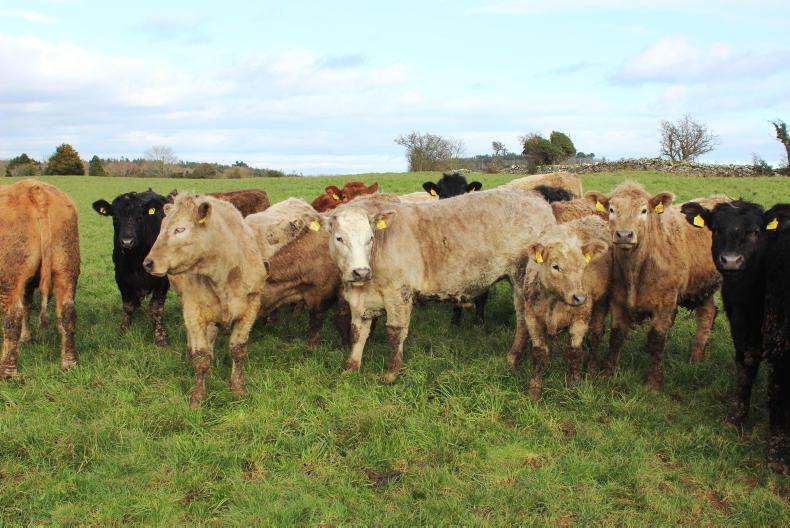 Beef management: Five tips to prepare cattle for spring turnout Beef management: Five tips to prepare cattle for spring turnout