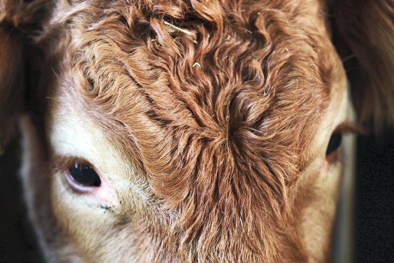 Beef factories criticised for price cuts Beef factories criticised for price cuts