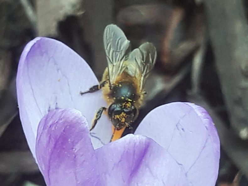 Bees no longer in the shade of long winter shadows Bees no longer in the shade of long winter shadows
