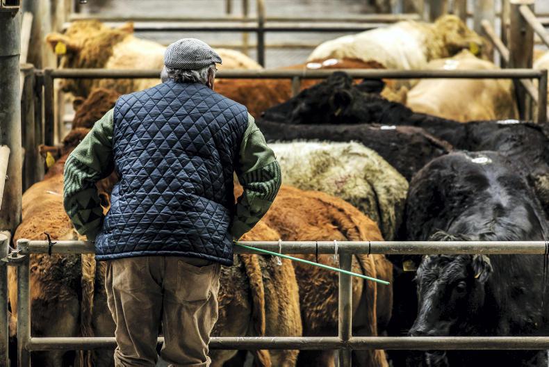 Heavy cattle up €70-€100/head in marts Heavy cattle up €70-€100/head in marts