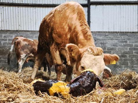Farmer Writes: time to look ahead Farmer Writes: time to look ahead