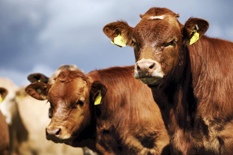 €300/head differential between Irish and British beef price €300/head differential between Irish and British beef price