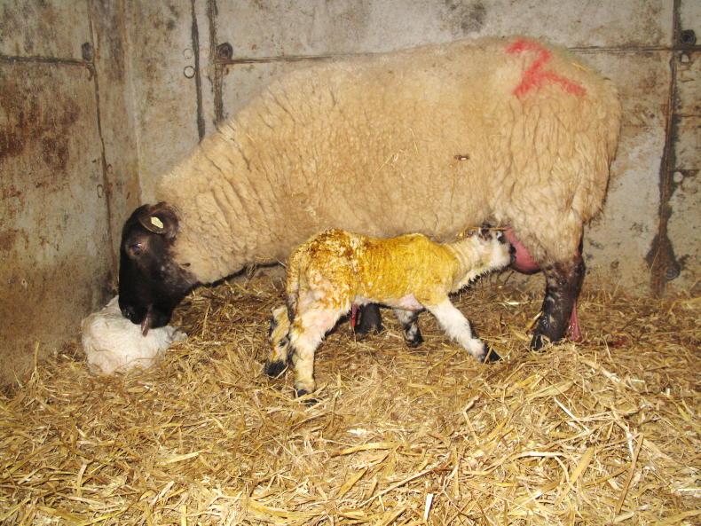 Sheep Management: vaccination protocols, in-lamb ewe hoggets and early weaning Sheep Management: vaccination protocols, in-lamb ewe hoggets and early weaning