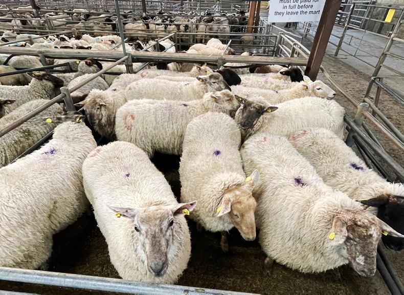 Sheep mart sales rebound strongly at start of week Sheep mart sales rebound strongly at start of week