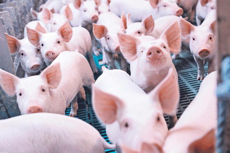 Carbon emissions of livestock declining 'under the radar' Carbon emissions of livestock declining 'under the radar'