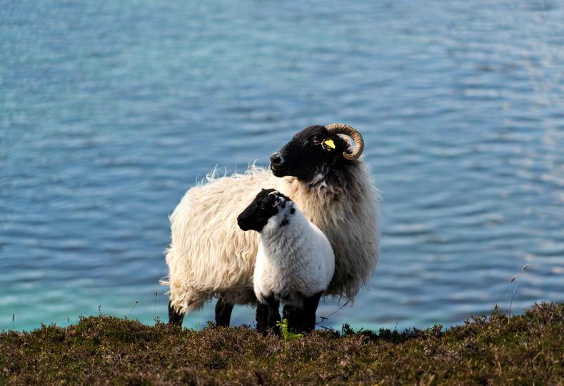£1.27m support package for Northern Ireland sheep farmers £1.27m support package for Northern Ireland sheep farmers