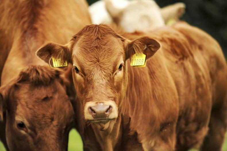 Tullamore Breeding Webinar Q&A: managing AI and focusing on maternal traits Tullamore Breeding Webinar Q&A: managing AI and focusing on maternal traits