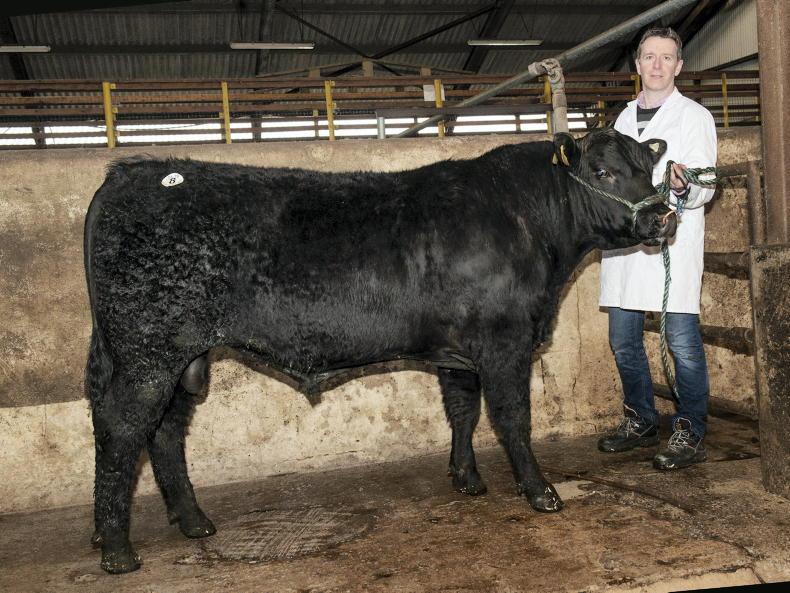 Four Angus bulls hit €3,000 or more in Kilmallock Four Angus bulls hit €3,000 or more in Kilmallock