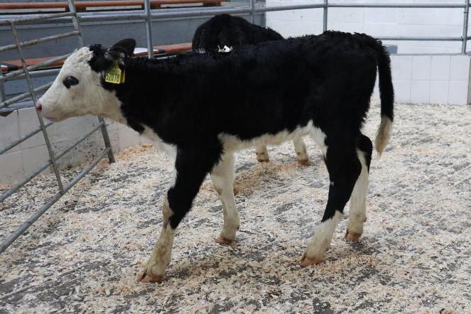 Calf prices remain solid as exports fall 6,600 head Calf prices remain solid as exports fall 6,600 head