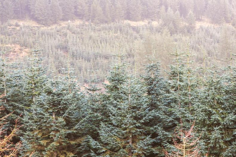 Average planting sites of 7ha need NISs covering 70,000ha Average planting sites of 7ha need NISs covering 70,000ha