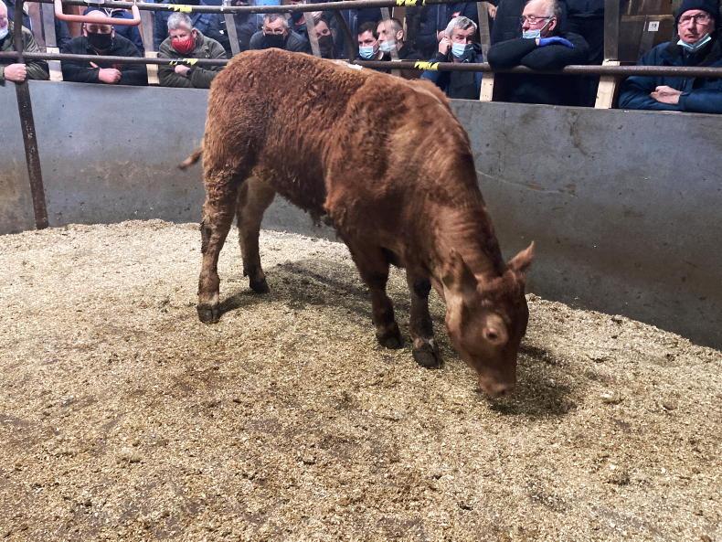Lively calf trade at Rathfriland Mart Lively calf trade at Rathfriland Mart