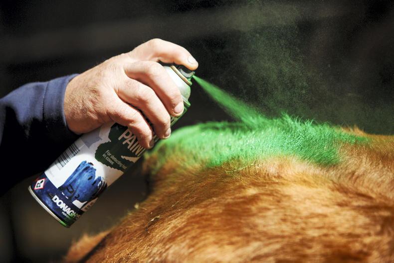 Beef management: getting ready for breeding, dosing and silage budgeting Beef management: getting ready for breeding, dosing and silage budgeting