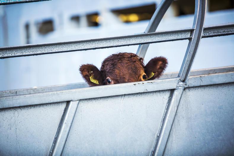 New Zealand confirms live export will cease within two years New Zealand confirms live export will cease within two years