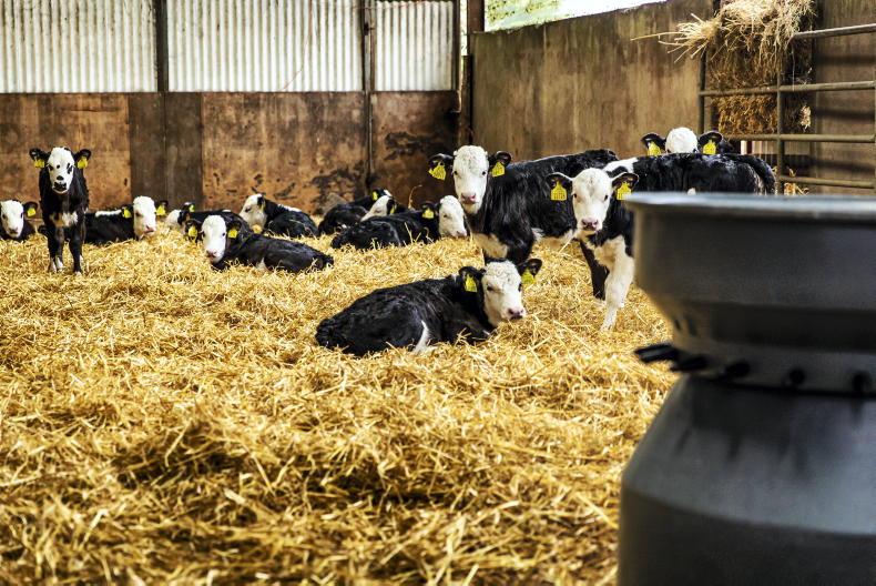 Thrive: preparing calves for weaning