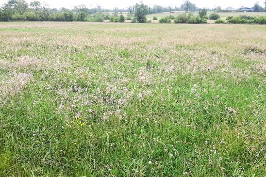 Traditional hay meadows should now be closed Traditional hay meadows should now be closed