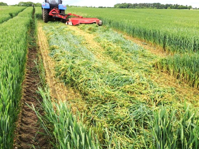 Listen: the cost(s) of having blackgrass Listen: the cost(s) of having blackgrass