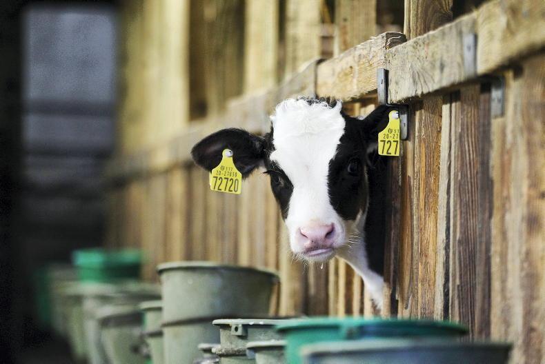 ICOS seeks permanent change to calf TB testing rules ICOS seeks permanent change to calf TB testing rules