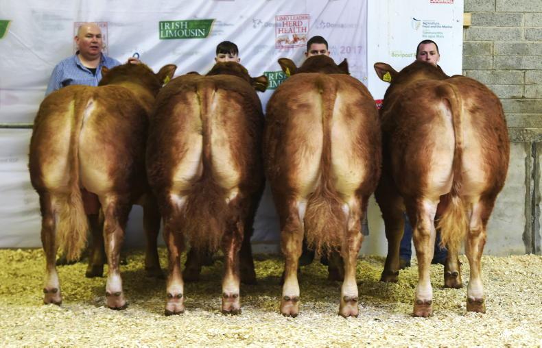 How much should a bull cost? How much should a bull cost?