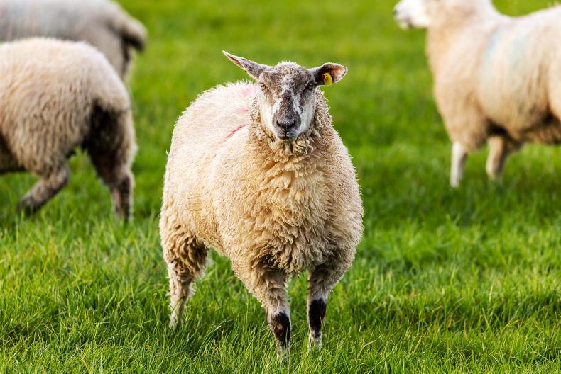 IFA criticise sheep imports by ICM IFA criticise sheep imports by ICM