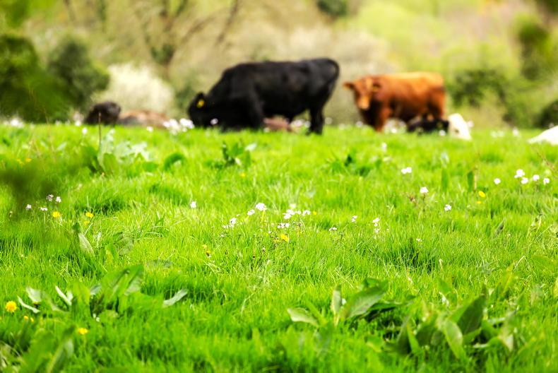 REAP ranking to be needed as applications hit 3,700 REAP ranking to be needed as applications hit 3,700