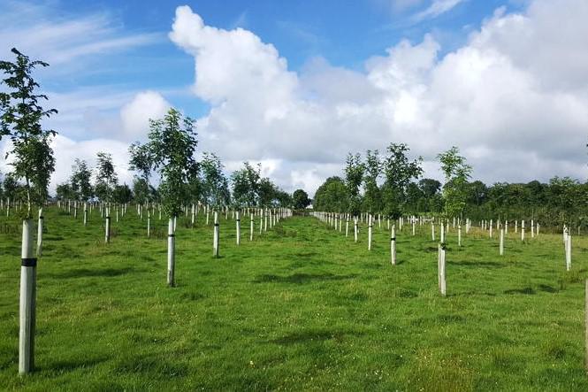 Agroforestry: What is it? Could it suit your system? Agroforestry: What is it? Could it suit your system?