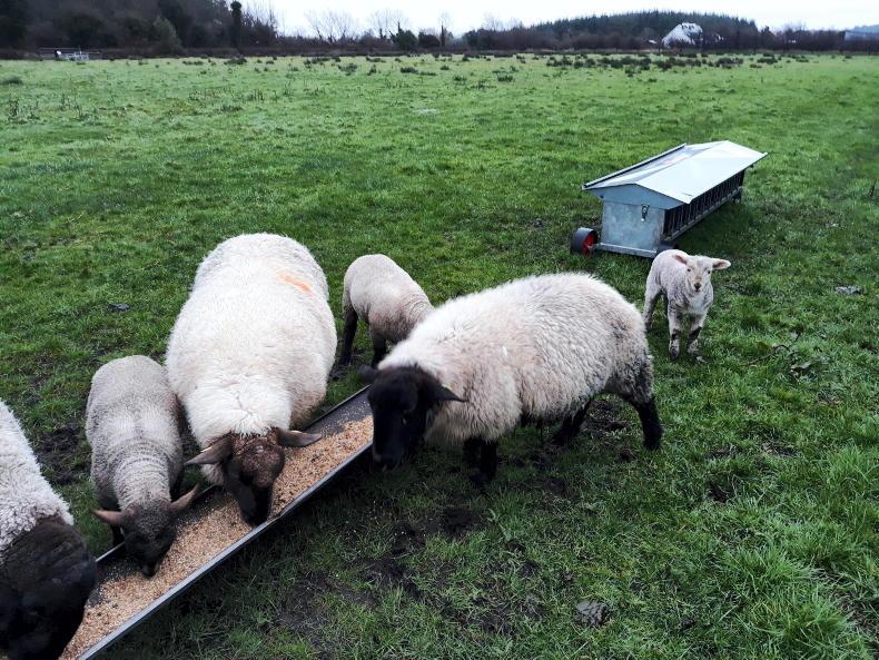 Sheep Management: grass supply challenges and feedback on PLF tools Sheep Management: grass supply challenges and feedback on PLF tools