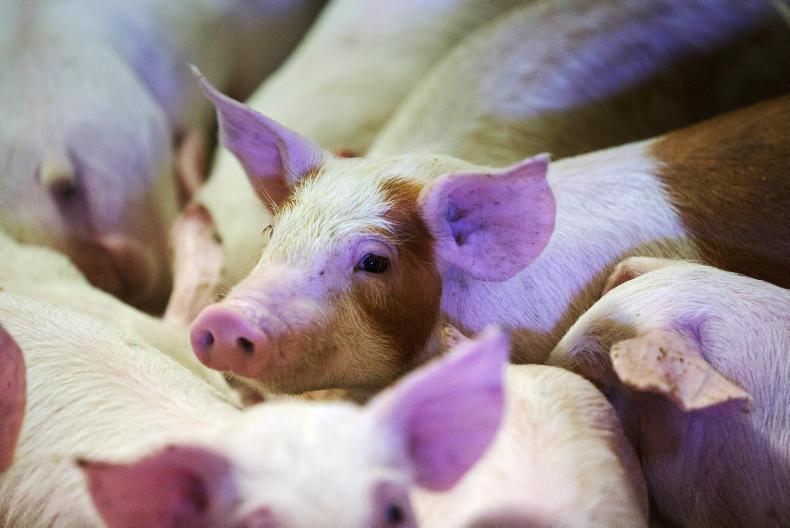 Europe ‘many years away’ from rearing pigs with undocked tails Europe ‘many years away’ from rearing pigs with undocked tails