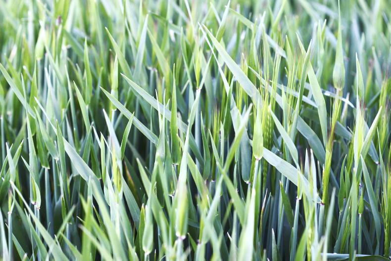 Tillage Management: rain gets back in the way of husbandry Tillage Management: rain gets back in the way of husbandry