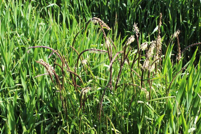 Warning that blackgrass population could explode Warning that blackgrass population could explode