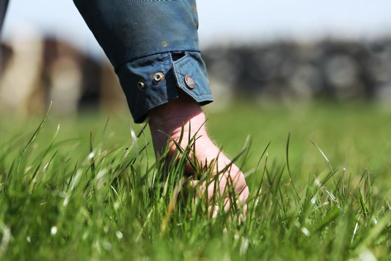Tips to get grazing back on track Tips to get grazing back on track