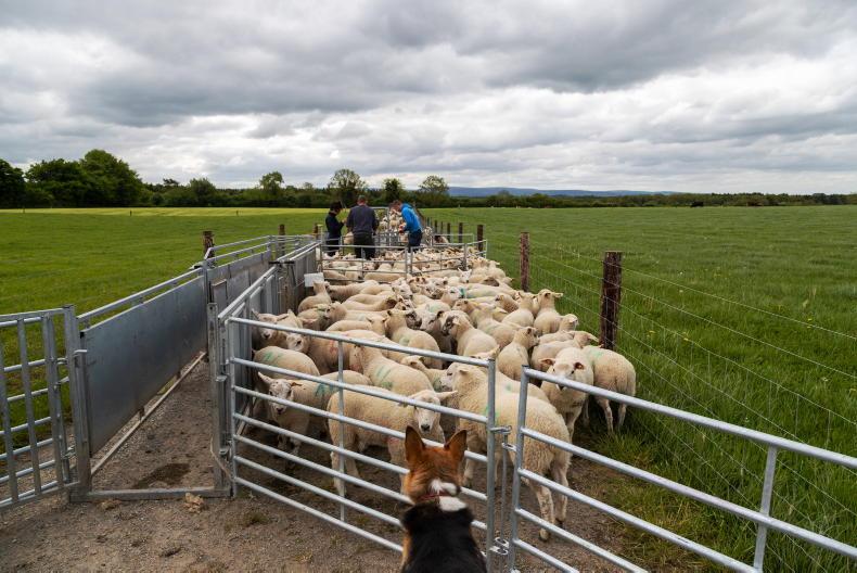 Tullamore Farm sheep update lambs gaining 310g daily at 40day weighing Free