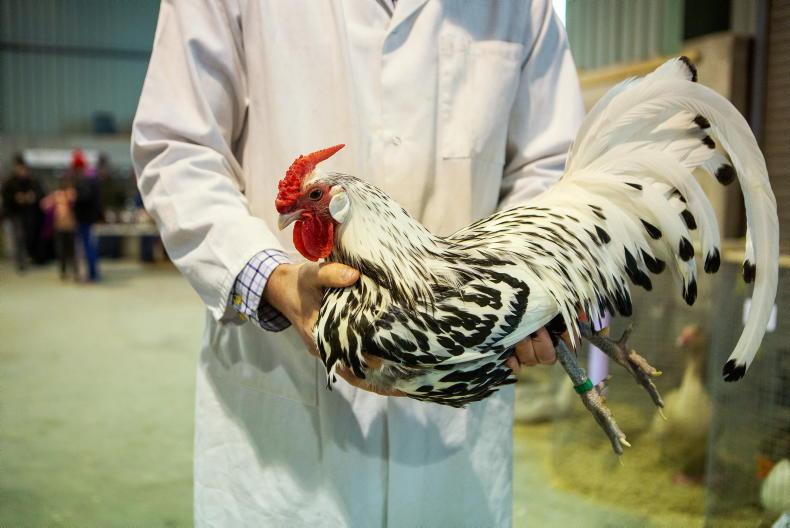 Lifting of poultry restrictions 'good news' - UFU Lifting of poultry restrictions 'good news' - UFU