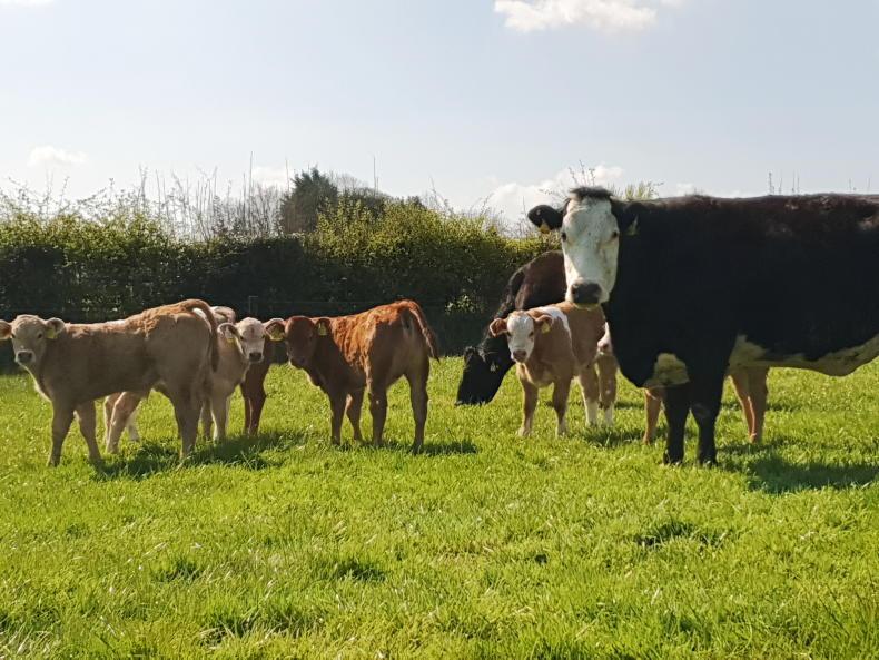 Frank Mitloehner: reduce the herd? How less might be more Frank Mitloehner: reduce the herd? How less might be more