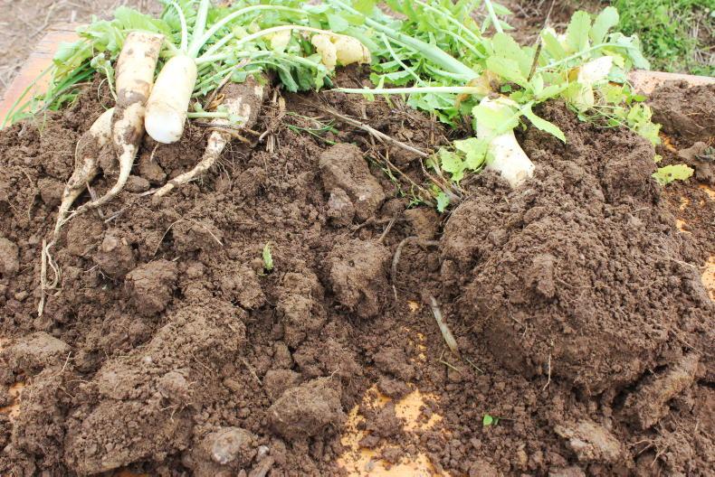 Why carbon sequestered in farmland can’t be accounted for at national level Why carbon sequestered in farmland can’t be accounted for at national level