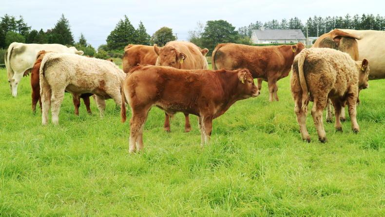 Beef management: BEAM, dosing calves and avoiding pregnant weanlings Beef management: BEAM, dosing calves and avoiding pregnant weanlings