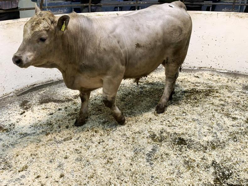 MartBids Database: mart prices continue upward trend MartBids Database: mart prices continue upward trend