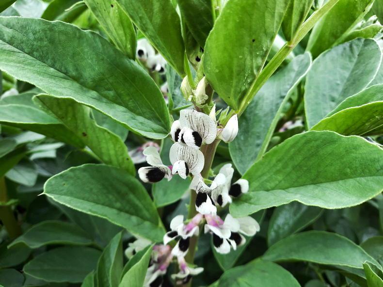 Protein payment to increase by €105/ha Protein payment to increase by €105/ha