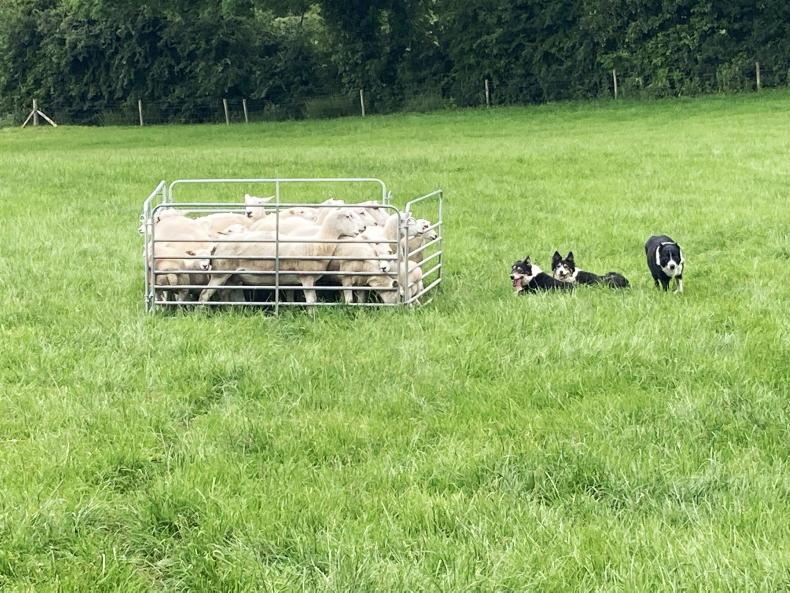 Change of system highlighted at Lleyn sheep open day Change of system highlighted at Lleyn sheep open day