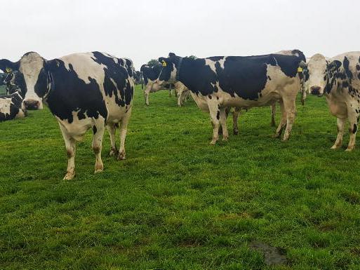 Grass-based, high output system in Down Grass-based, high output system in Down